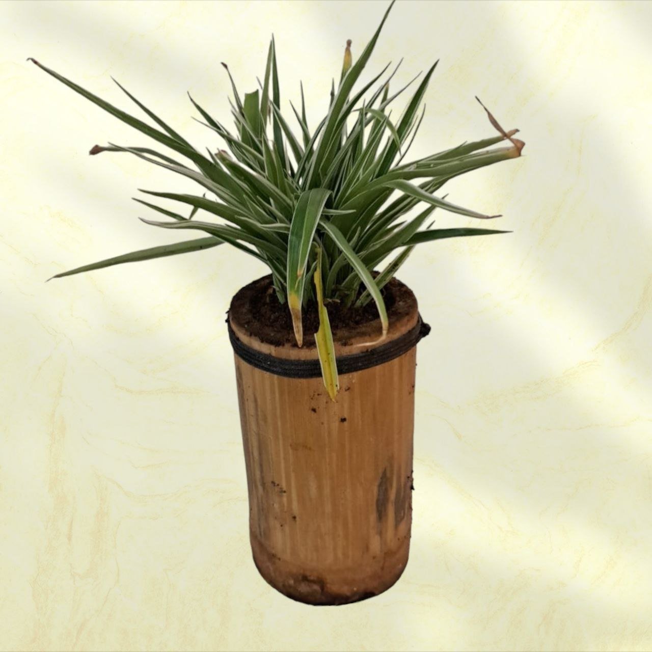 Bamboo Planter: Single Plant