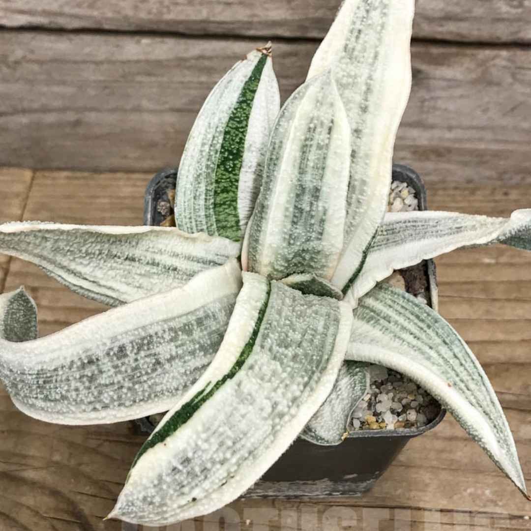 Gasteria batesiana 'White'