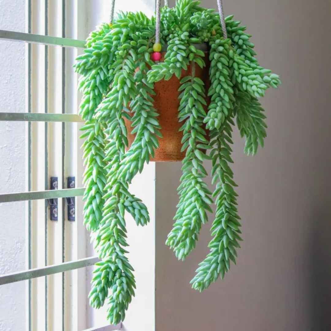 Donkey Tail