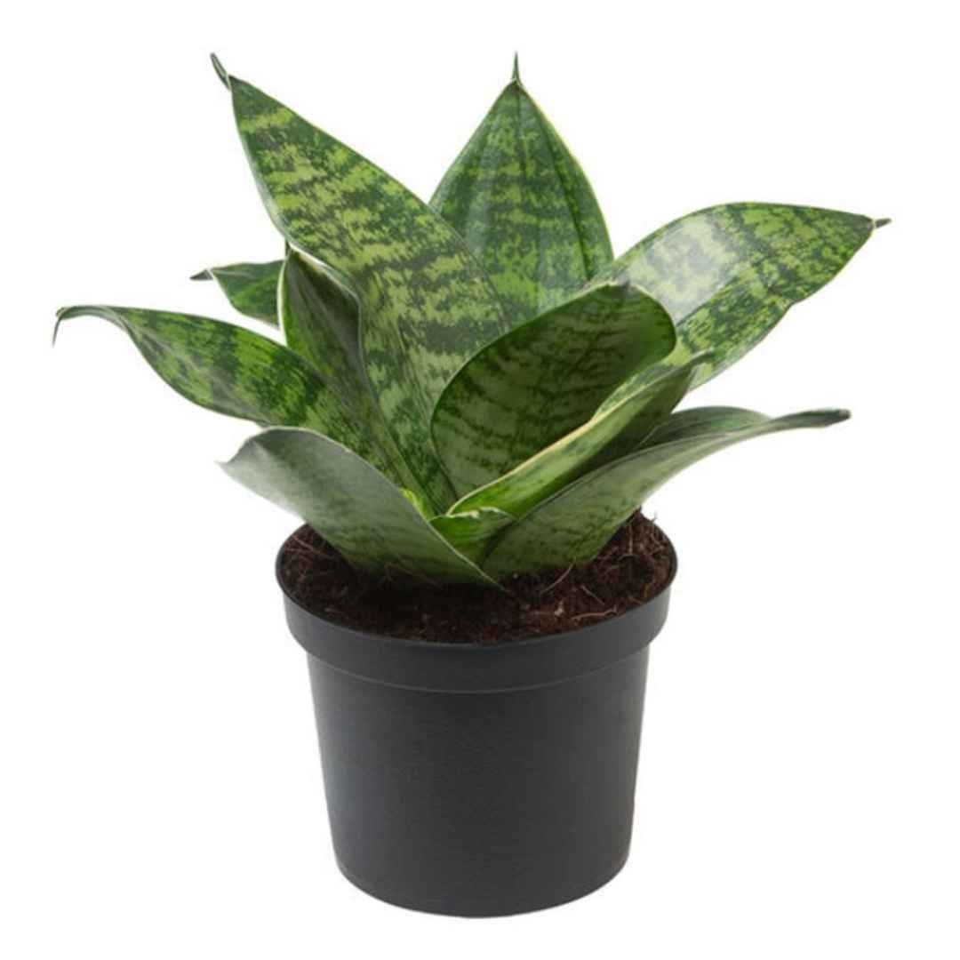 Sansaveria