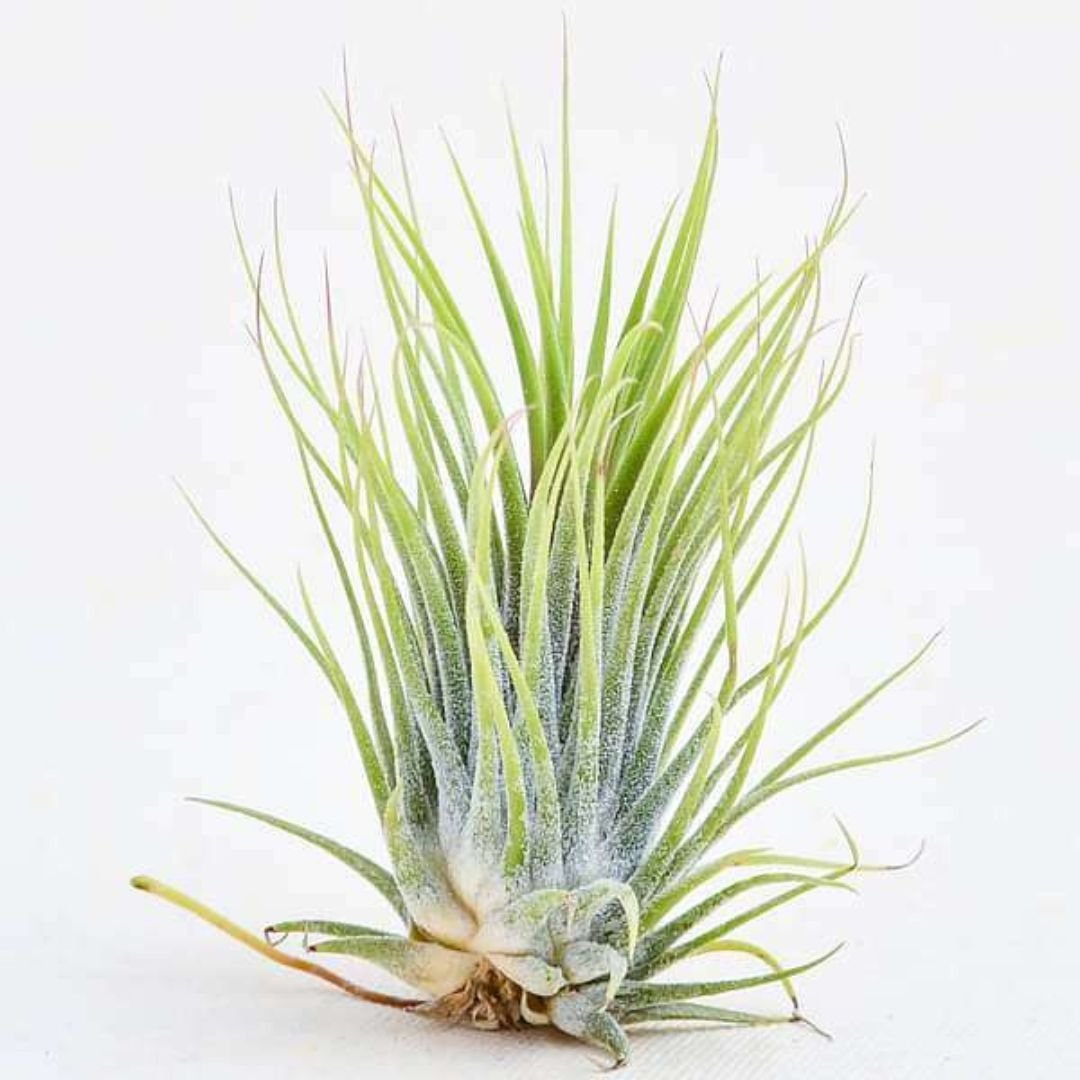 Air plant