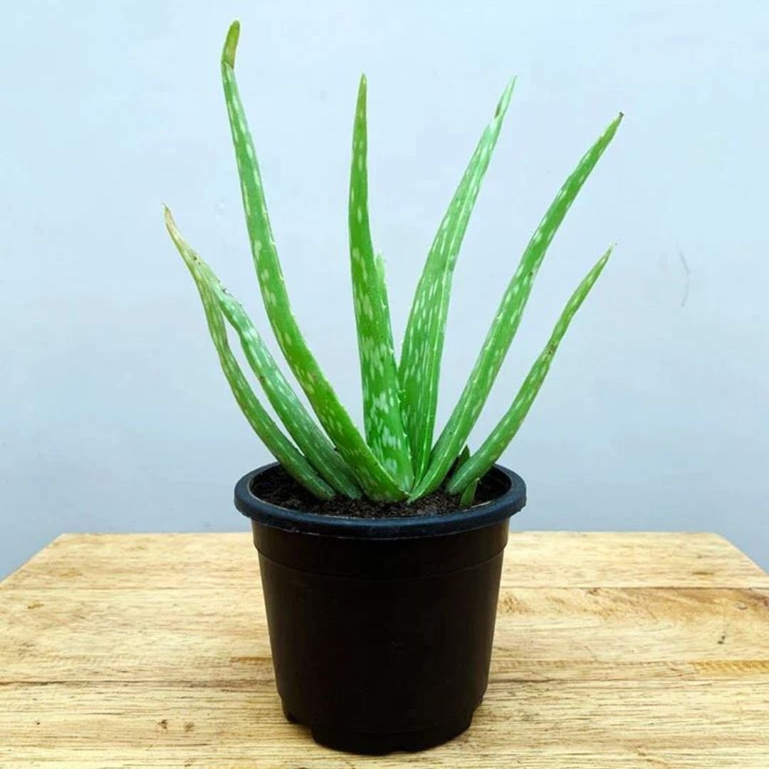 Aloevera