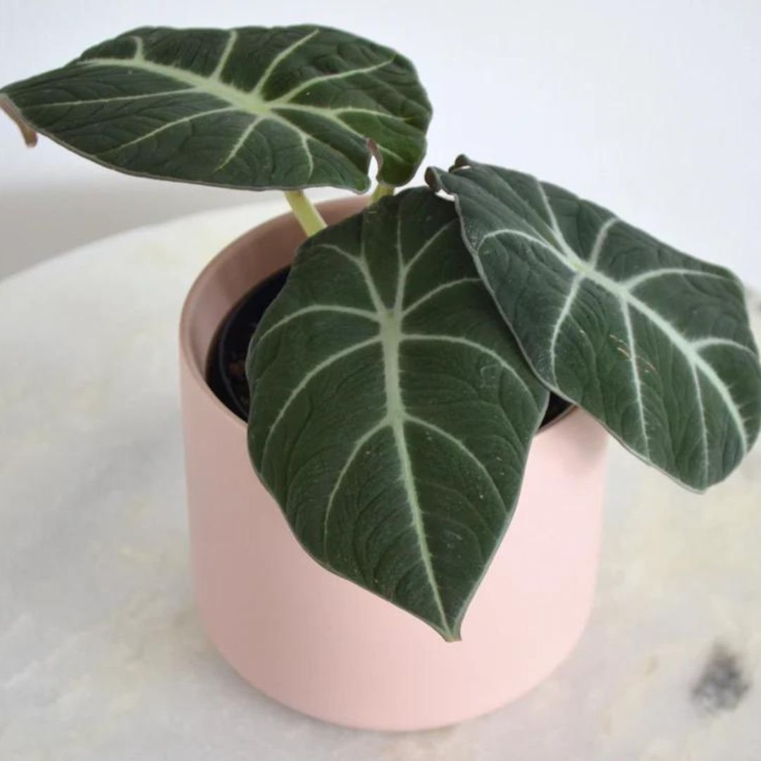 Alocasia Velvet