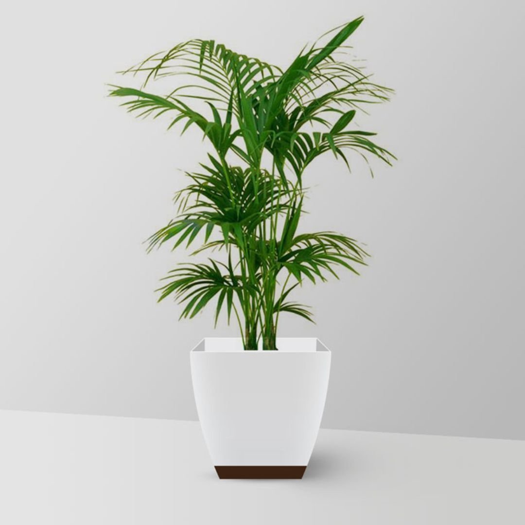 Bamboo Palm