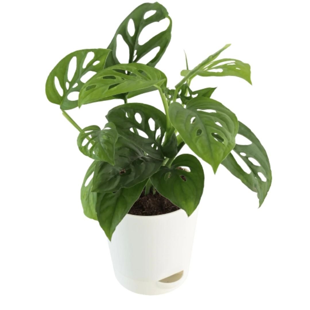 Broken Leaf Plant