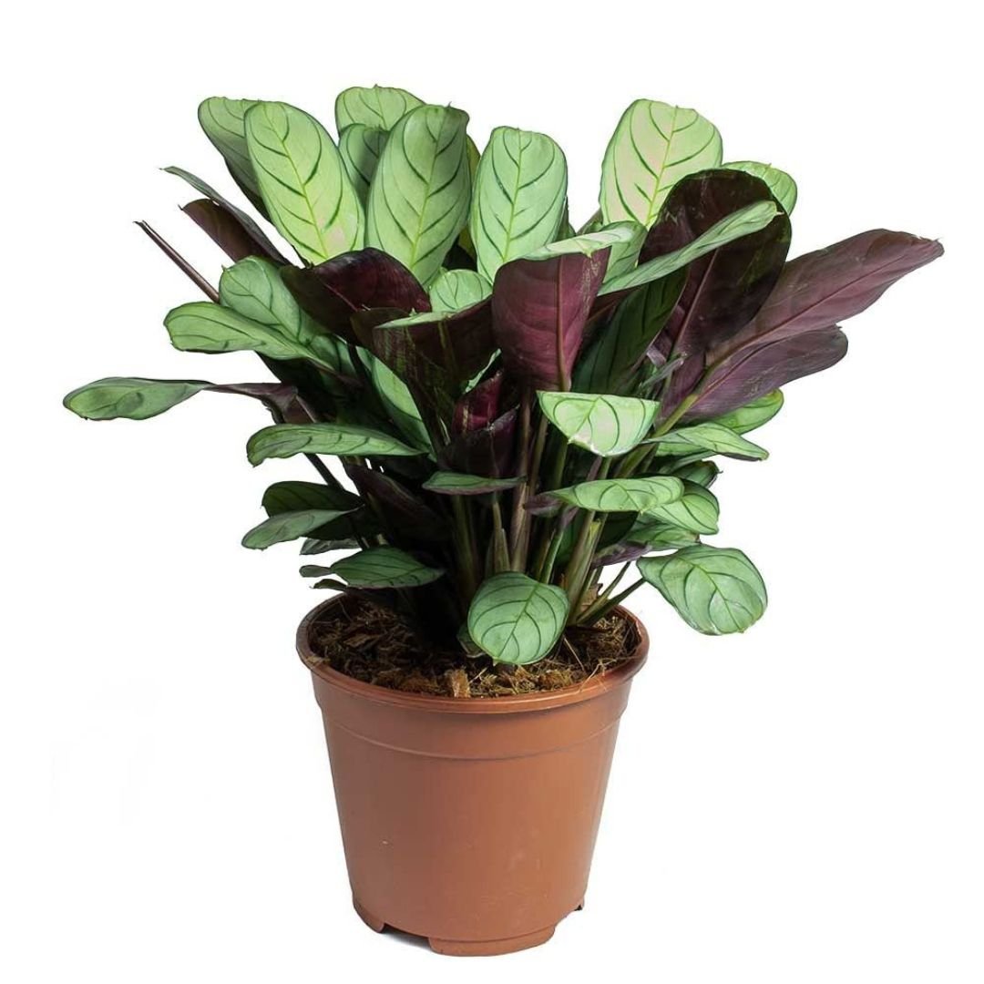 Calathia Amergris