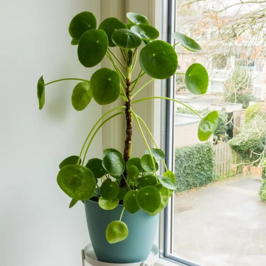 Chinese Money Plant
