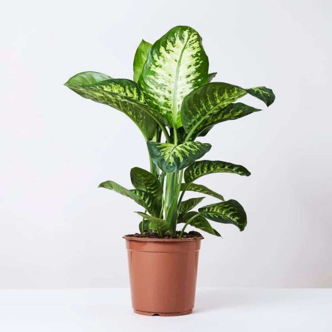 Diffenbachia