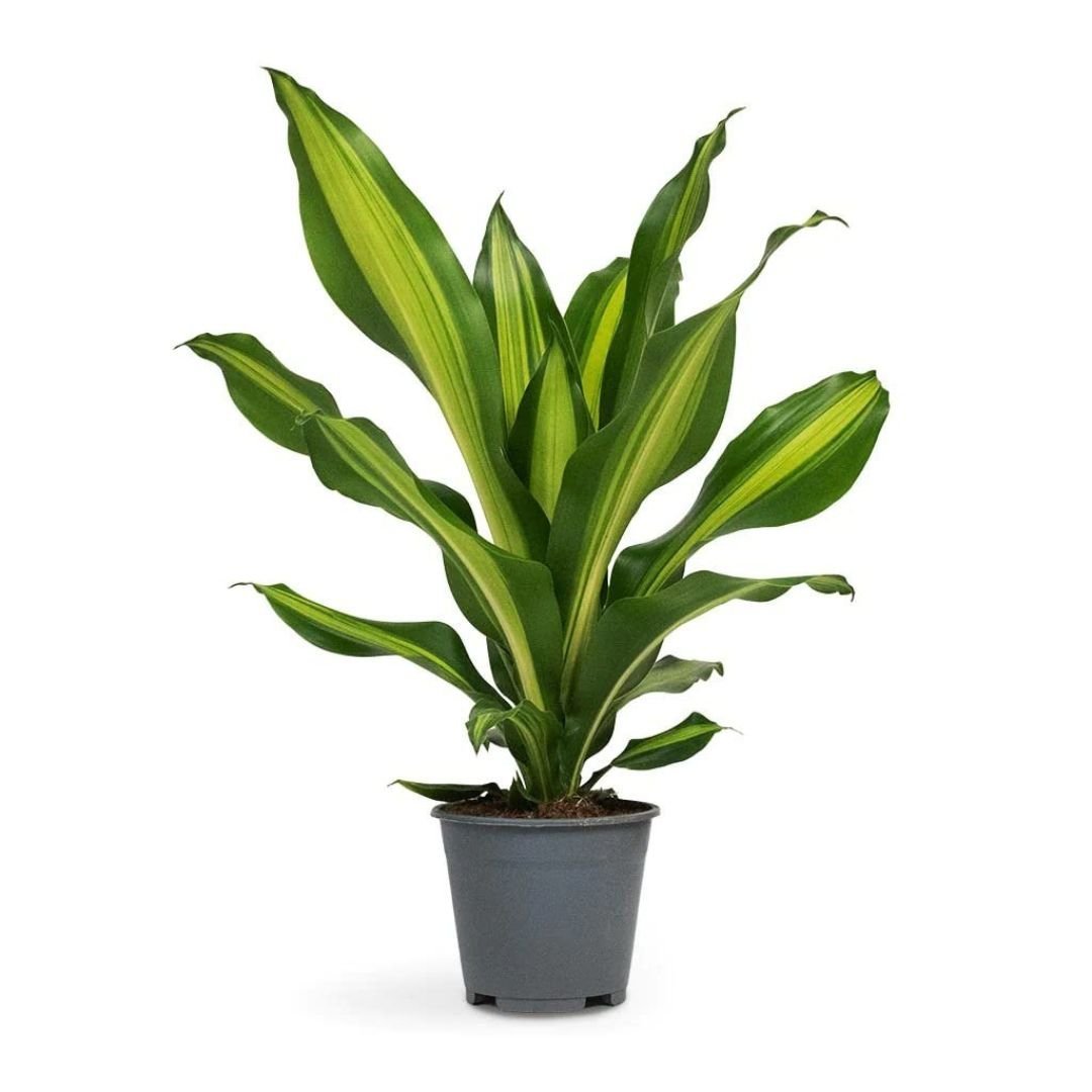 Dracena Imported