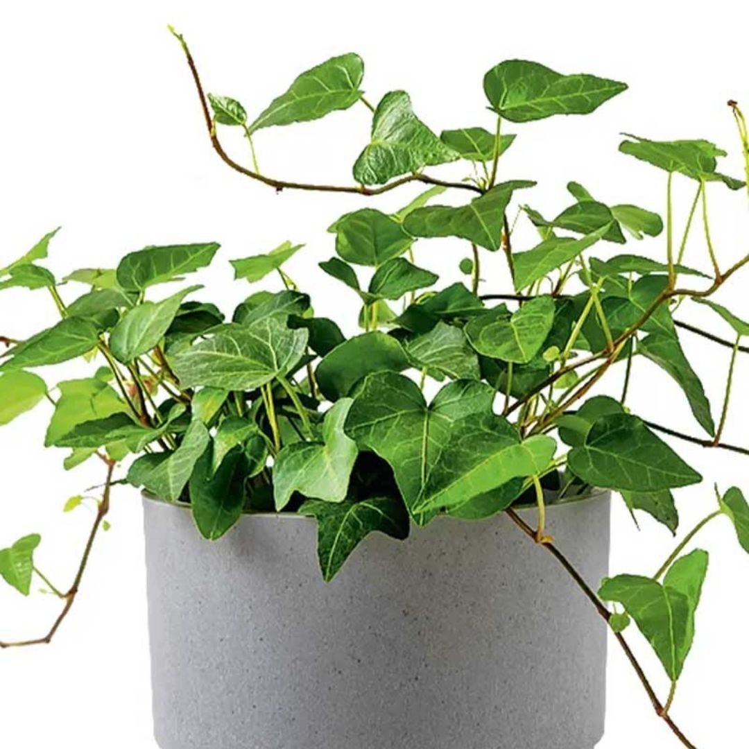 English Ivy Plant