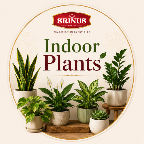 Indoor Plants