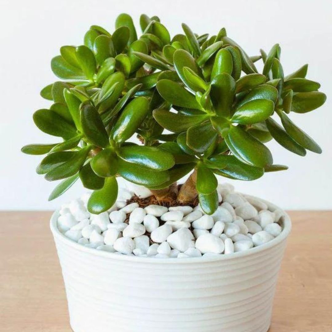 Jade Plant
