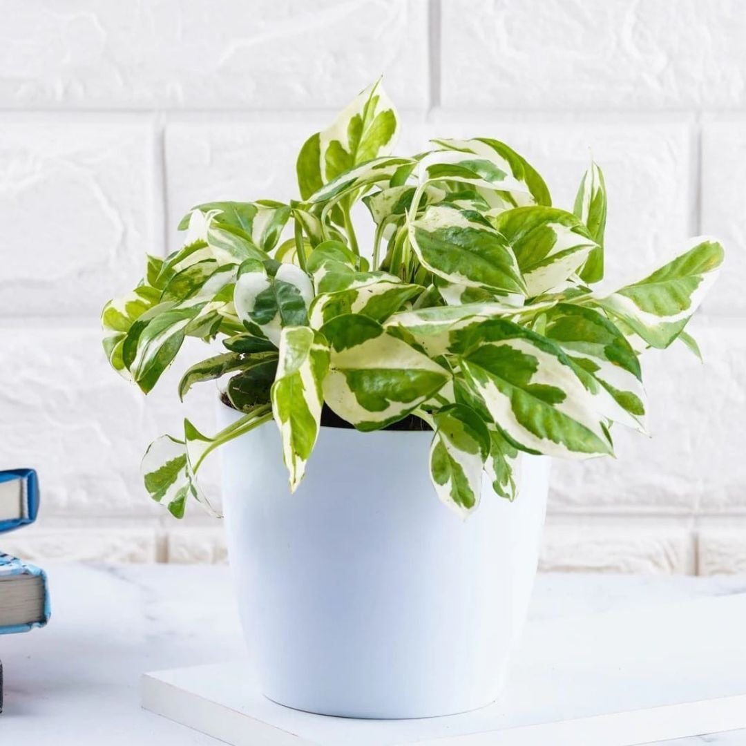 Marble Money Plant