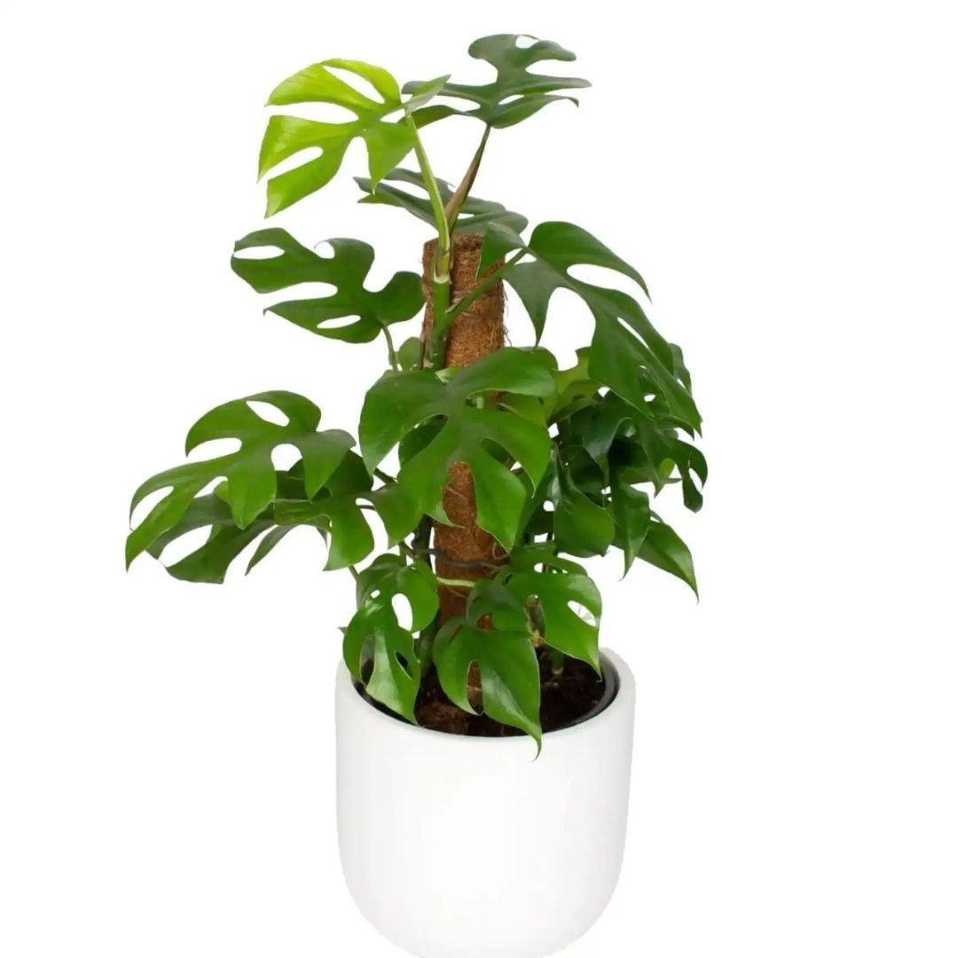 Monstera Minima