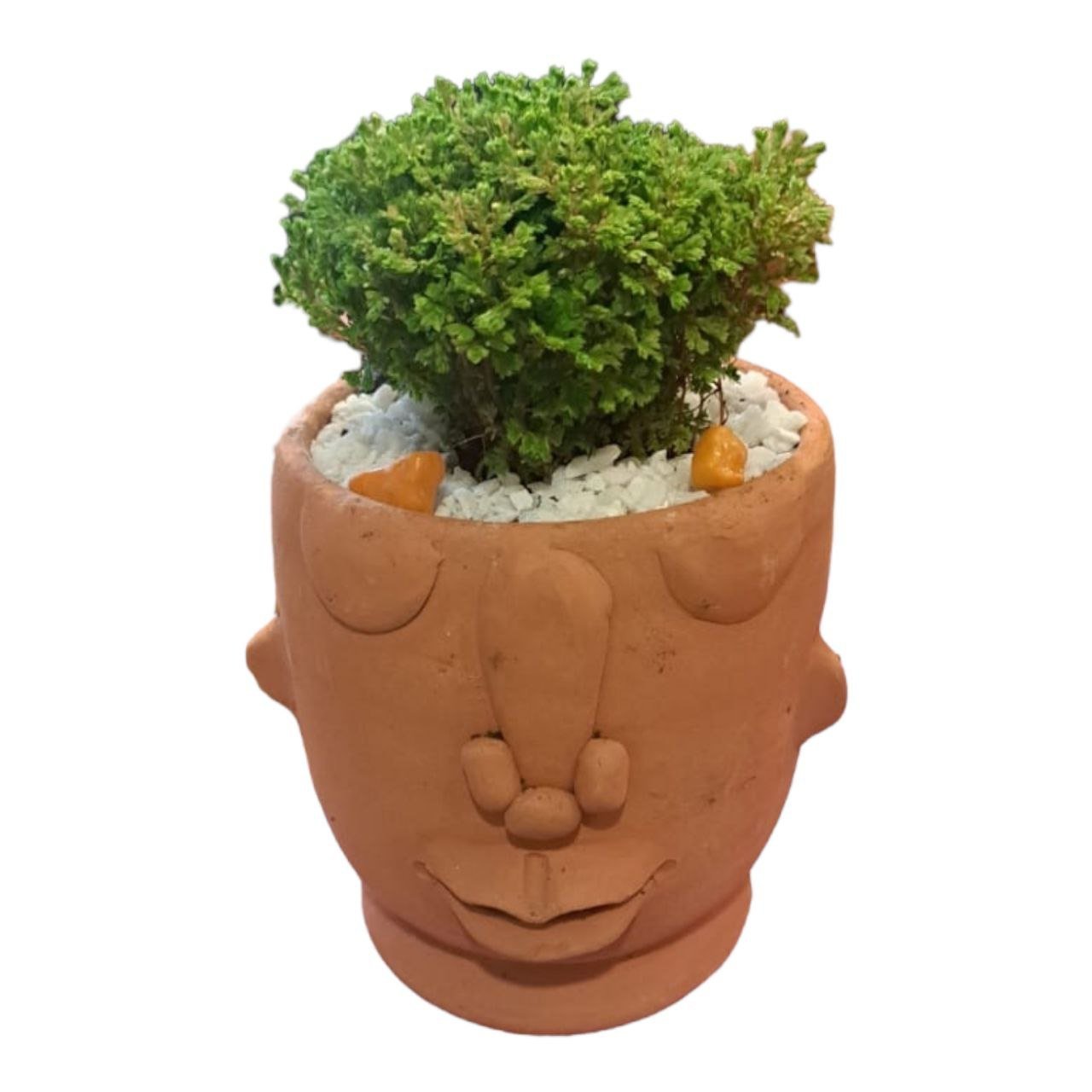 Plant With Artistic Pot