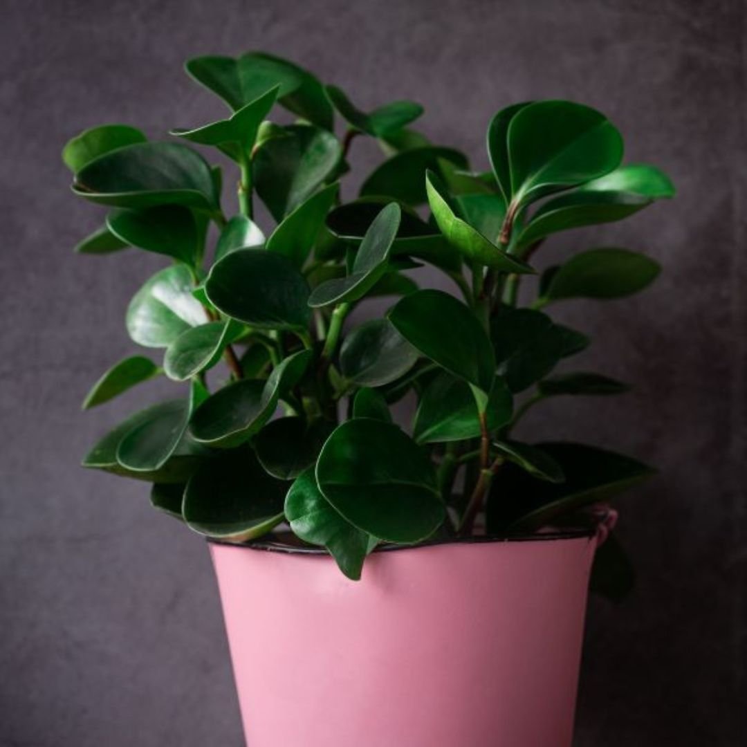 Peperomia Plant
