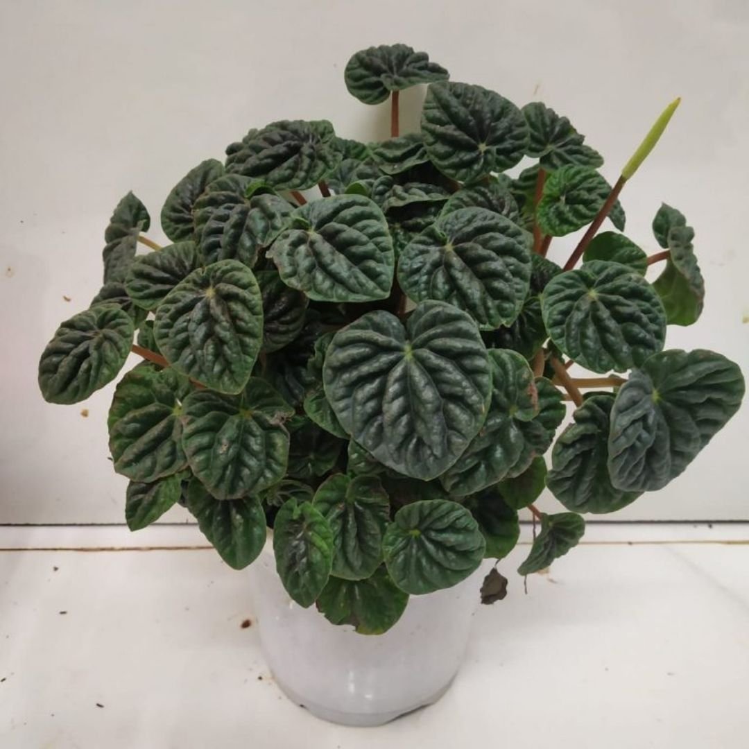 Peperomia caperata