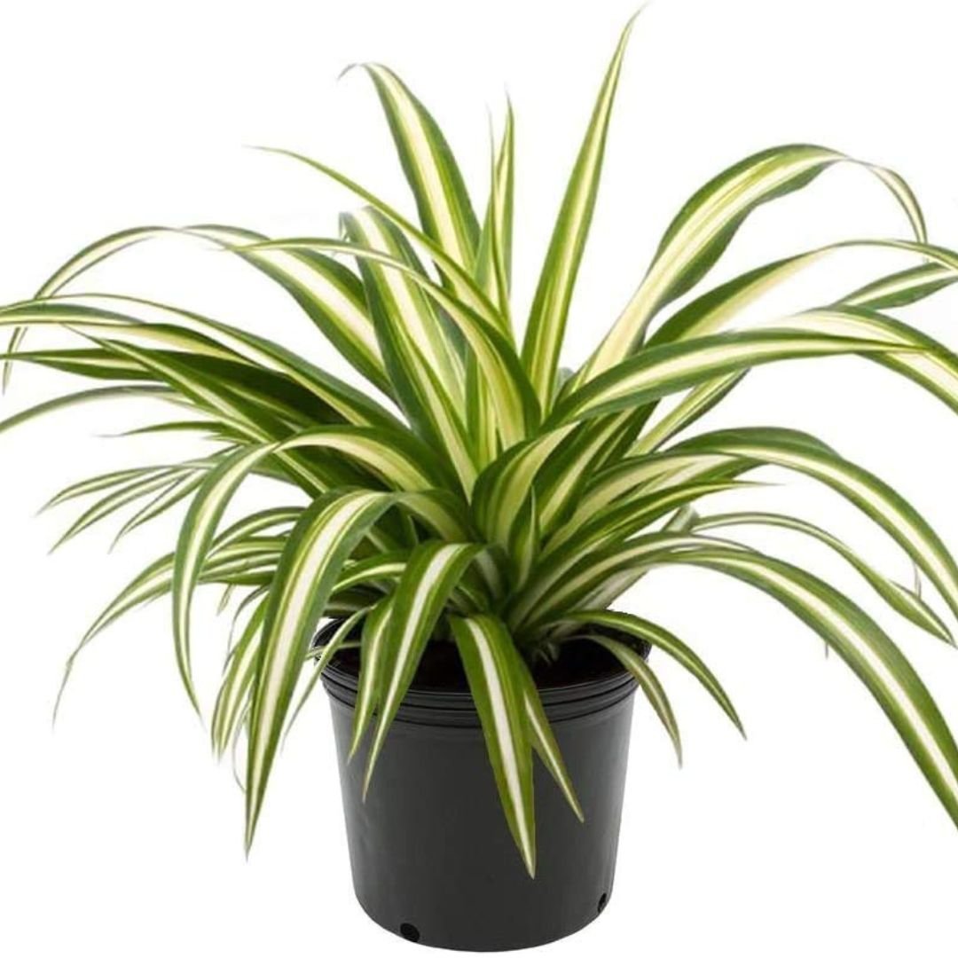 Spider Plant
