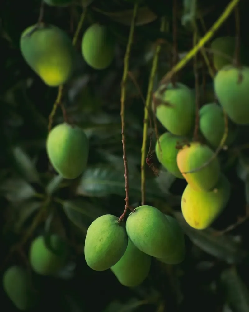 Picked in season