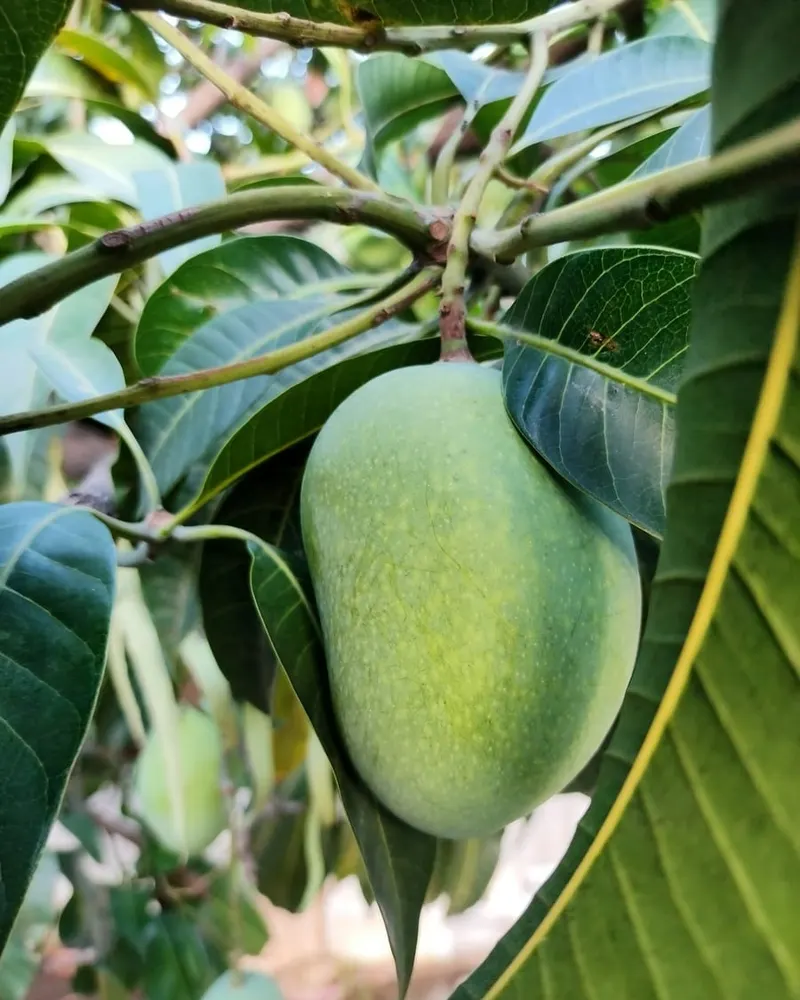 Picked in season
