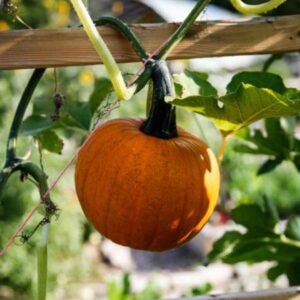 String of Pumpkins