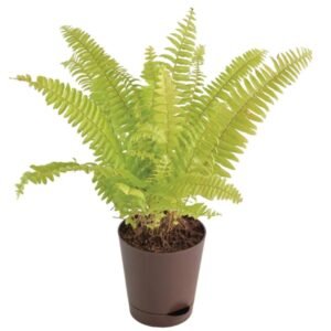 Ferns Plant