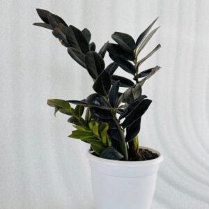 Zamia Black