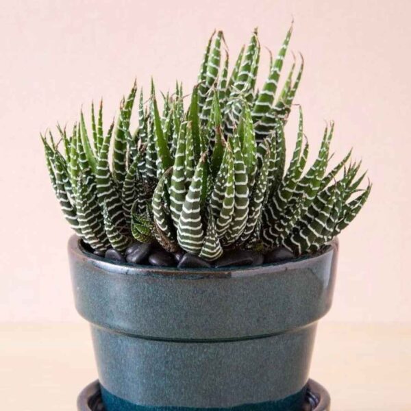 Low-maintenance indoor plants for home