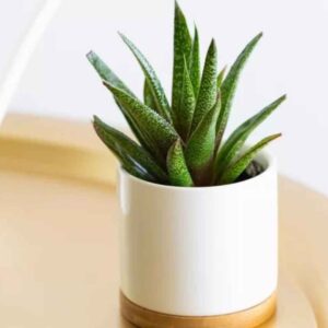 Fast-growing indoor plants for decor