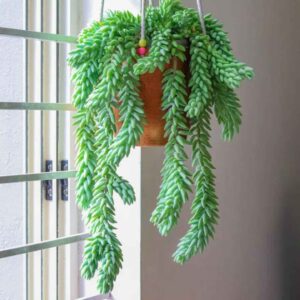 Top indoor plants for air quality improvement