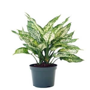 Indoor plants for brightening dark corners