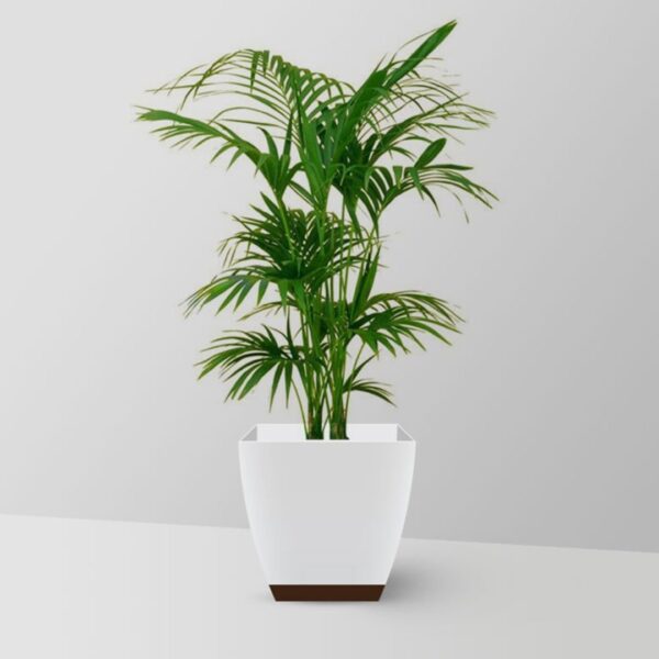 Indoor plants that reduce indoor allergens