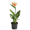 Indoor plants for eco-friendly home decor