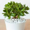 How to care for indoor plants in winter