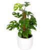 Indoor plants that grow well in apartments