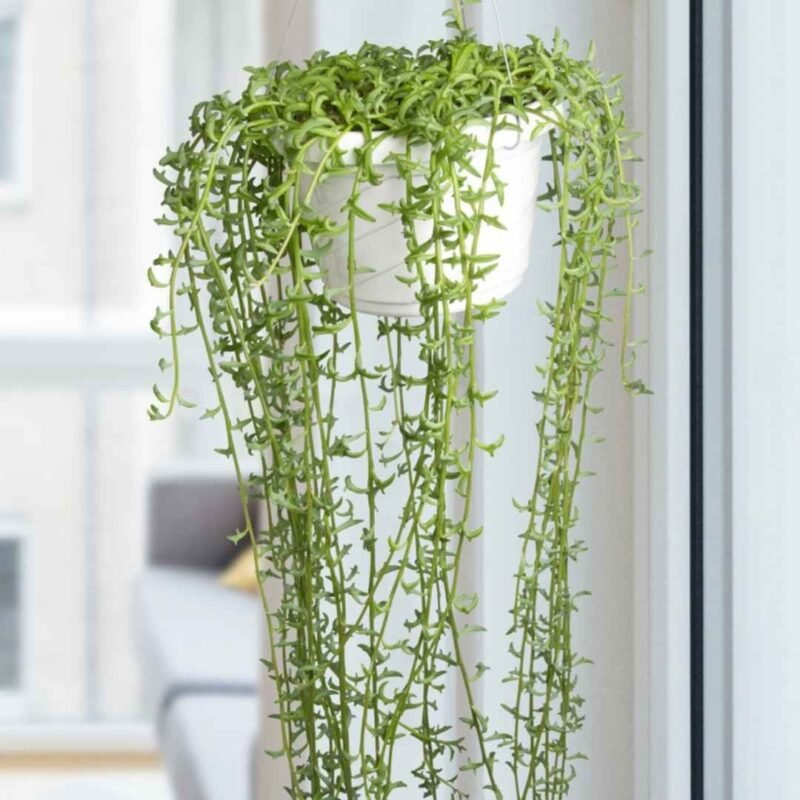 String of Dolphins plant