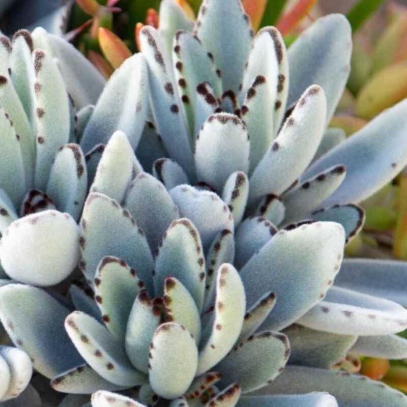 Kalanchoe tomentosa (Panda Plant)