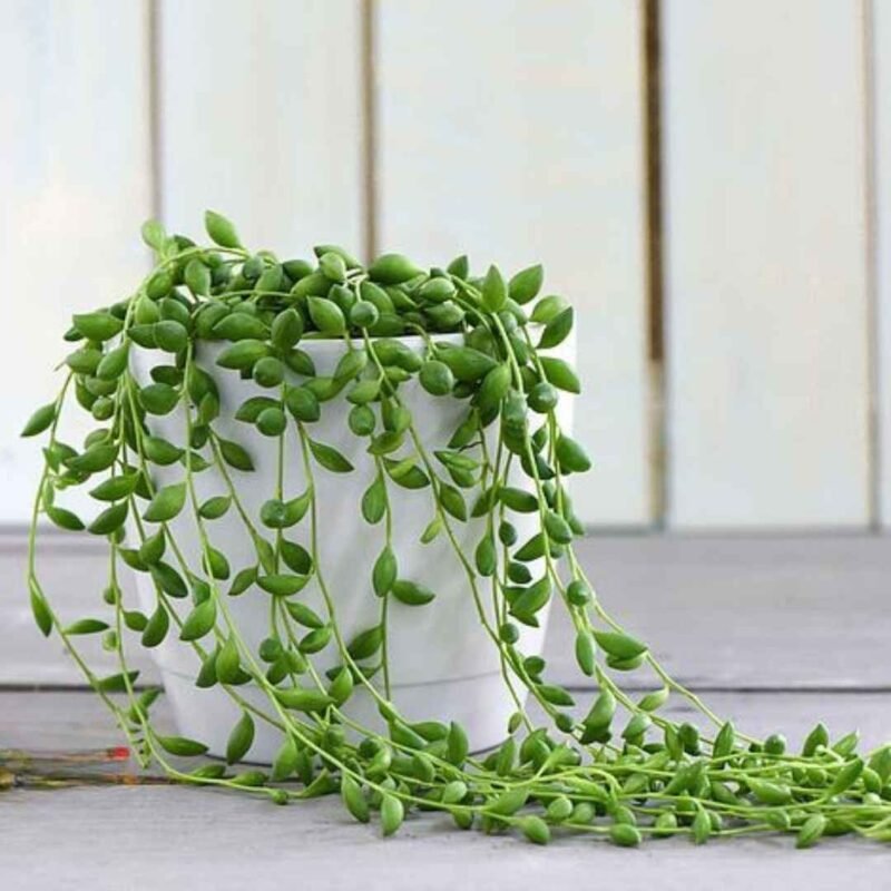 String of Drops plant