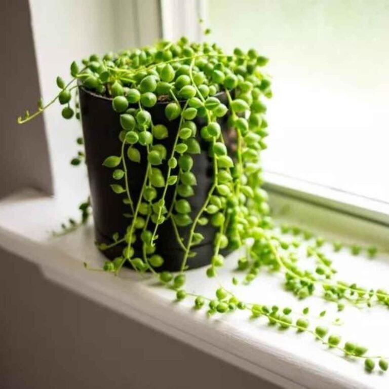 String of Pearls plant