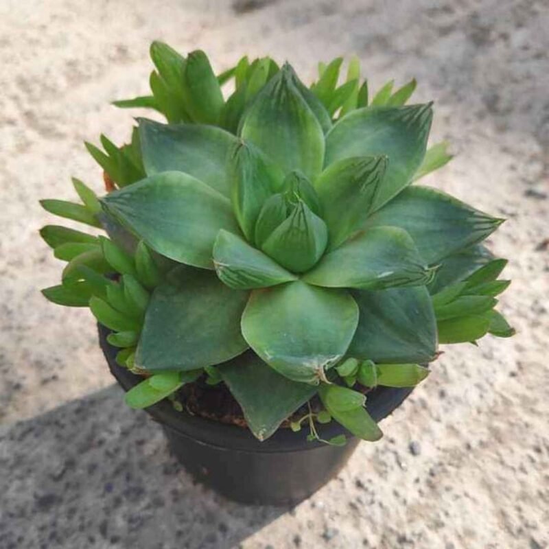 Howorthia cymbiformis plant