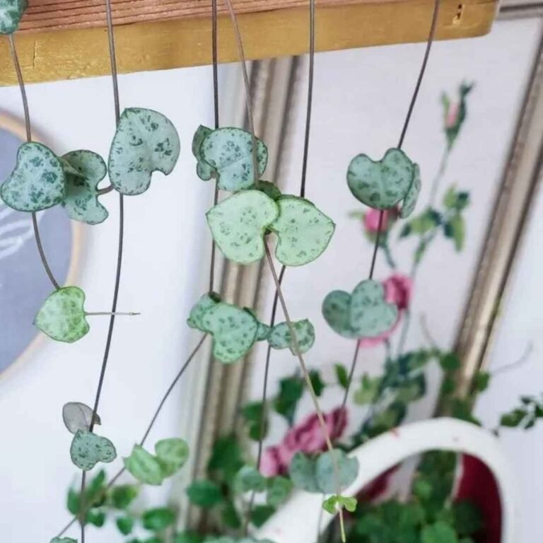 String of Hearts plant