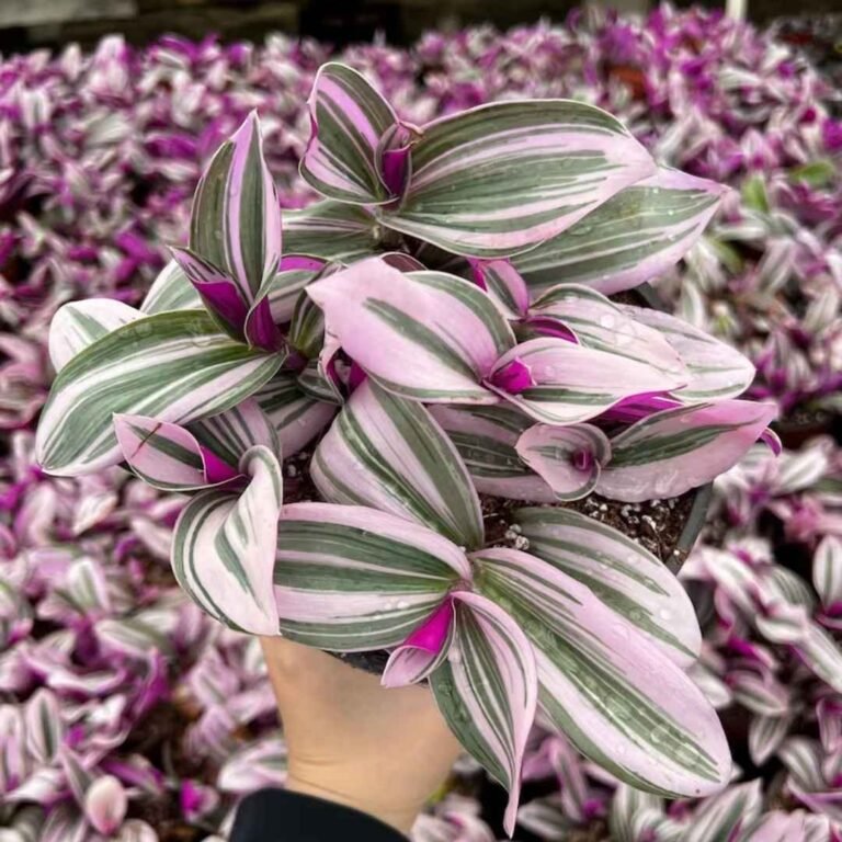 Wandering Jew Pink plant
