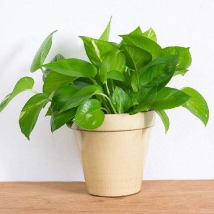 Money Plant