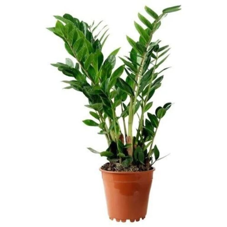 Zamia Palm plant